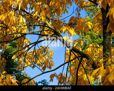 Splendido colore giallo brillante fogliame di autunno di un shagbark hickory tree, Carya ovata, contro un cielo blu chiaro Foto Stock