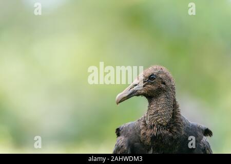 Avvoltoio nero (Coragyps atatus), Laguna del Lagarto, Costa Rica Foto Stock