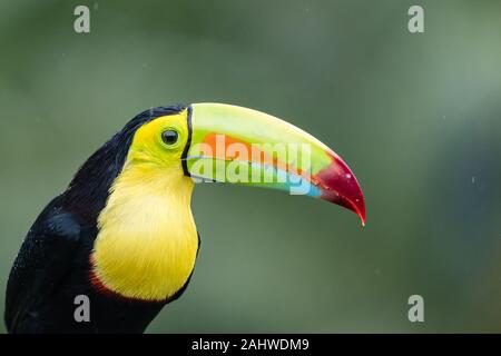 Ritratto di un toucan (Ramphastos sulfuratus) a Laguna del Lagarto, Costa Rica Foto Stock