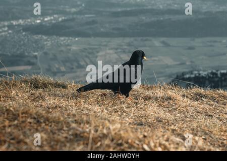 Gracchio alpino di stare su erba spiovente e guardando giù per la valle Foto Stock