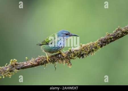 Una femmina luccidus (Cyanerpes lucidus) è appollaiata su un ramo di albero a Laguna del Lagarto, Costa Rica. Foto Stock