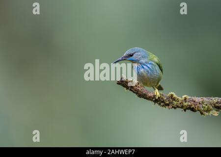 Una femmina luccidus (Cyanerpes lucidus) è appollaiata su un ramo di albero a Laguna del Lagarto, Costa Rica. Foto Stock