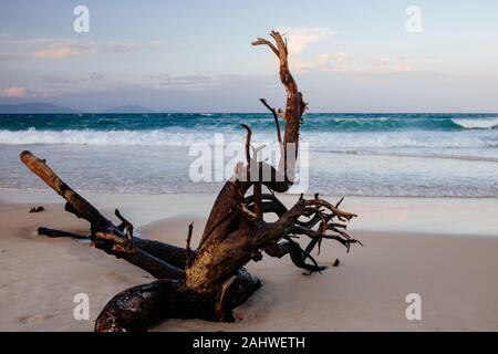 Albero secco a spiaggia sabbiosa con mare bellissimo sfondo. Vacanze, vacanza, concetto di viaggio Asia Foto Stock