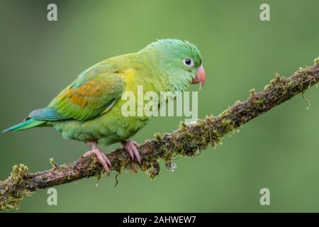 Un parrocchetto orange-sgranato (Brogeris jugularis) perches su un ramo di albero a Laguna del Lagarto, Costa Rica Foto Stock