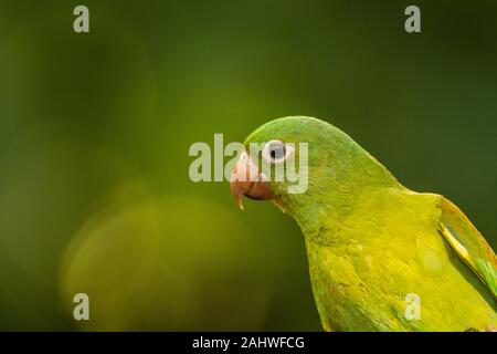 Un parrocchetto orange-sgranato (Brogeris jugularis) perches su un ramo di albero a Laguna del Lagarto, Costa Rica Foto Stock