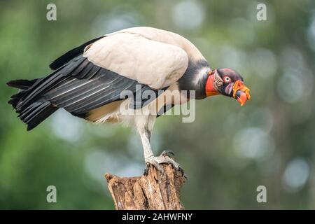 Grande Vulture Adulto (Sarcoranfus Papa), Laguna Del Lagarto, Costa Rica Foto Stock