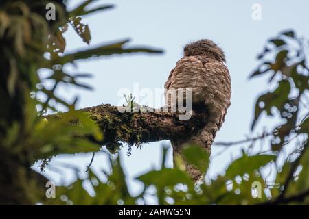 Un grande potoo (nyctibius grandis) perches su un albero nel Parco Nazionale del vulcano Arenal, Costa Rica Foto Stock