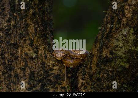 Un vipera di ciglia marrone (Botriechis schlegelii) su un albero nel Parco Nazionale del Vulcano Arenal, Costa Rica Foto Stock