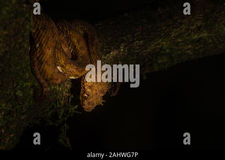 Un vipera di ciglia marrone (Botriechis schlegelii) su un albero nel Parco Nazionale del Vulcano Arenal, Costa Rica Foto Stock