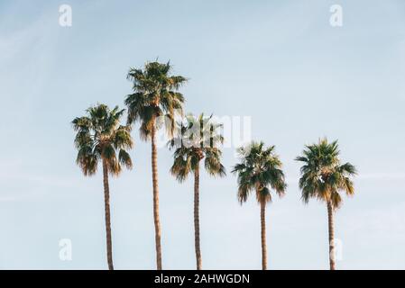 Le palme in Palm Springs, California Foto Stock