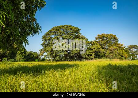 Gambia mangrovie. Verde di alberi di mangrovia in foresta. Gambia. Foto Stock