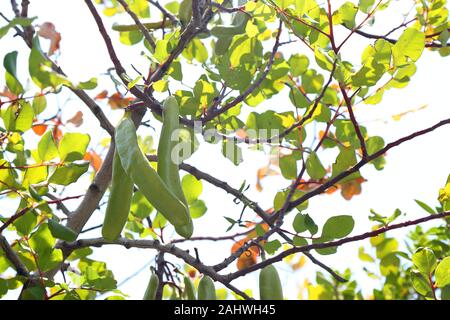 Carruba Fagioli baccelli su albero Foto Stock