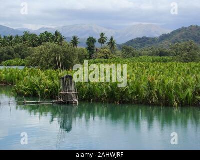 Un olio di palma (Elacis sp.) vivaio invadere una zona umida costiera in Mindoro island, Filippine Foto Stock