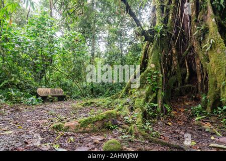 Panchina accanto ad un grande albero nella foresta pluviale. Catarata Del Toro, Costa Rica. Foto Stock