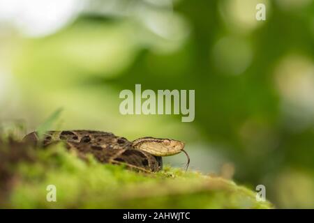 Terciopelo noto anche come fer-de-lancia (Bothrops asper) con linguetta estesa in un ambiente controllato. Laguna del Lagarto, Costa Rica. Foto Stock