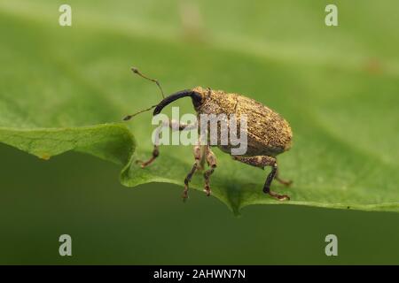 Parethelcus pollinarius curculione appollaiato su foglie di piante. Tipperary, Irlanda Foto Stock