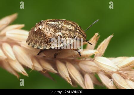 Tartaruga ninfa Shieldbug (Eurygaster "testudinaria) arroccato sulle sementi da prato testa. Tipperary, Irlanda Foto Stock