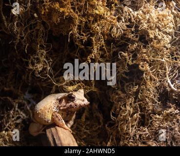 Solomon Island Leaf Frog su sfondo mossy Foto Stock