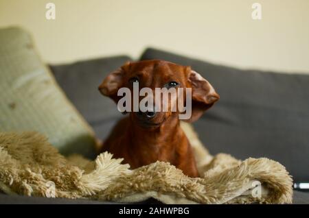 Liscia rossa dai capelli bassotto seduta pigramente sul lettino Foto Stock