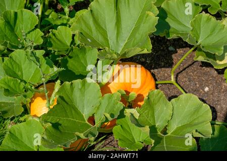 Rouge d'Estampe Zucche crescono su un riparto Foto Stock