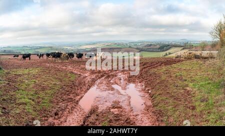 Vacche alimentando il fieno da alimentatori ad anello con profonda i cingoli del trattore riempiti con acqua in Rosso fango di Devonshire in primo piano di rotolamento e campi di Devon. Foto Stock