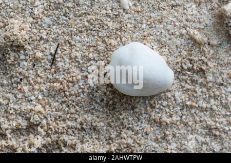 Denaro (Cowrie Cypraea annulus) Foto Stock