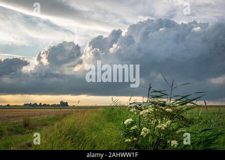 Lo sviluppo di nubi oltre la campagna olandese di sera Foto Stock