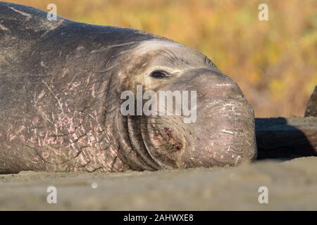 Bull guarnizione di elefante, punto Reyes, California Foto Stock