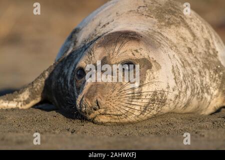 Femmina guarnizione di elefante, punto Reyes, California Foto Stock