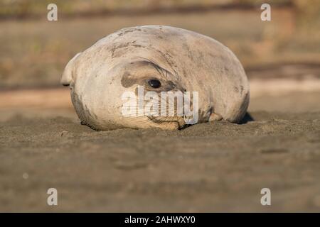 Femmina guarnizione di elefante, punto Reyes, California Foto Stock