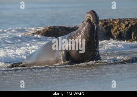 Bull guarnizione di elefante, punto Reyes, California Foto Stock