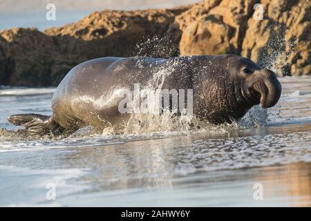 Bull guarnizione di elefante, punto Reyes, California Foto Stock