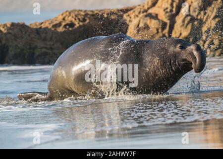 Bull guarnizione di elefante, punto Reyes, California Foto Stock