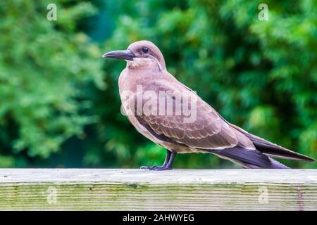 Ritratto di una donna inca tern, uccelli costieri da America, vicino minacciate specie animale Foto Stock