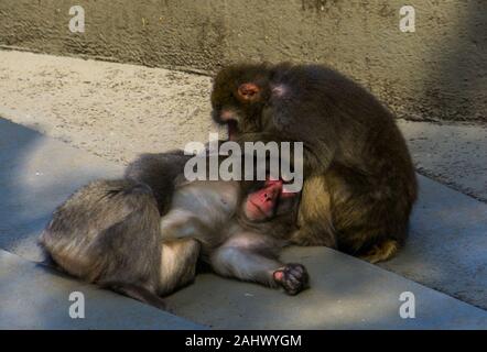 Macaque giapponese giovane toelettatura ogni altro in primo piano, tipico sociale il comportamento di primate, tropicali specie di scimmia dal Giappone Foto Stock