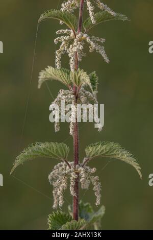 Ortica, Urtica dioica, in fiore, con fiori femminili. Foschia mattutina. Foto Stock