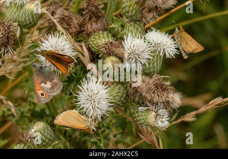 Massa di piccole Skippers, Thymelicus sylvestris, con una piccola Heath, Coenonympha pamphilus butterfly avanzamento sul modulo bianco di creeping Thistle. Orford N Foto Stock