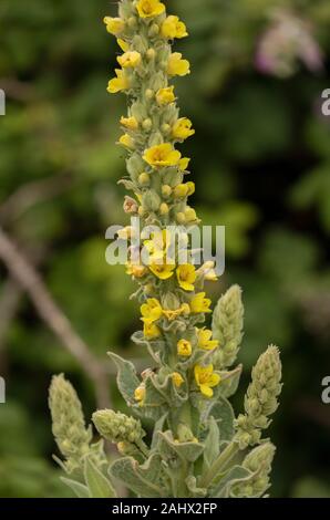 Grande Mullein, Molène thapsus, in fiore su strada verga, Suffolk. Foto Stock