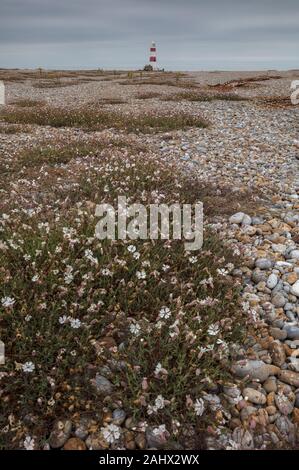 Mare campion, Silene uniflora, in fiore sulla banca di scandole a Orford Ness, con in disuso 1792 faro al di là. Suffolk. Foto Stock
