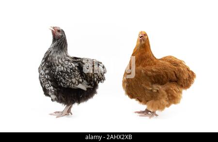 Un buff e una in bianco e nero orpington hen ponendo in studio Foto Stock