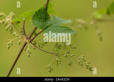 Luppolo selvatico, Humulus lupulus vitigno, con infiorescenze maschili, crescendo nella siepe. Suffolk. Foto Stock