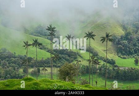 Palme da cera (Ceroxylon quindiuense) nella verde valle Cocora, Salento, Colombia Foto Stock