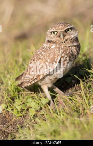 Scavando il gufo a Point Reyes National Seashore, California Foto Stock