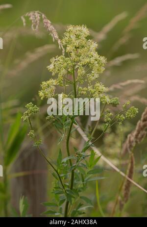 Comune di Prato-rue, Thalictrum flavum, in fiore nel prato umido, Norfolk. Foto Stock