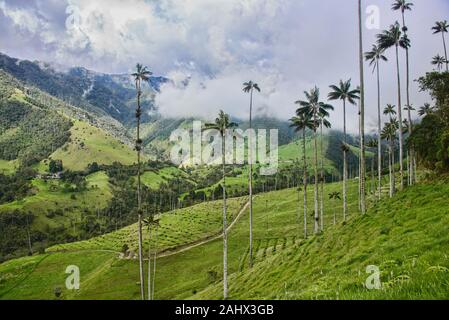 Palme da cera (Ceroxylon quindiuense) nella verde valle Cocora, Salento, Colombia Foto Stock