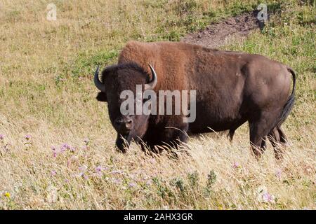 Bison bull (Bison bison) sulla prateria prateria Foto Stock