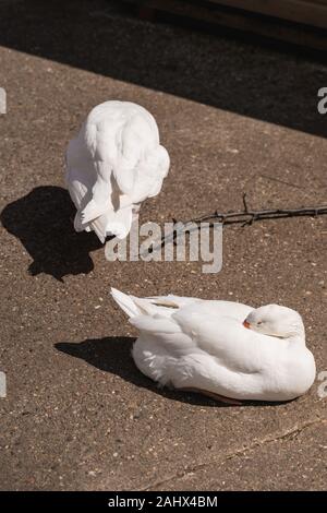 Oche bianche preening e dormire in una fattoria cittadina a Londra Foto Stock