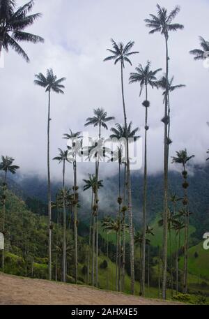 Palme da cera (Ceroxylon quindiuense) nella verde valle Cocora, Salento, Colombia Foto Stock