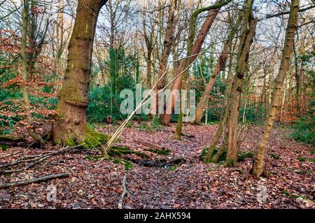 Schiarimento in sottobosco denso con rami aggrovigliati e giovani tronchi di alberi in Bosco Ecclesall, antico bosco di Sheffield. Foto Stock
