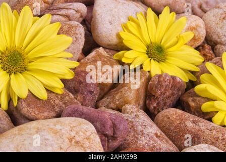 Fresh cut margherite giallo sulla parte superiore di un letto di un fiume umido rocce. I fiori sono coperti di gocce di pioggia. Foto Stock